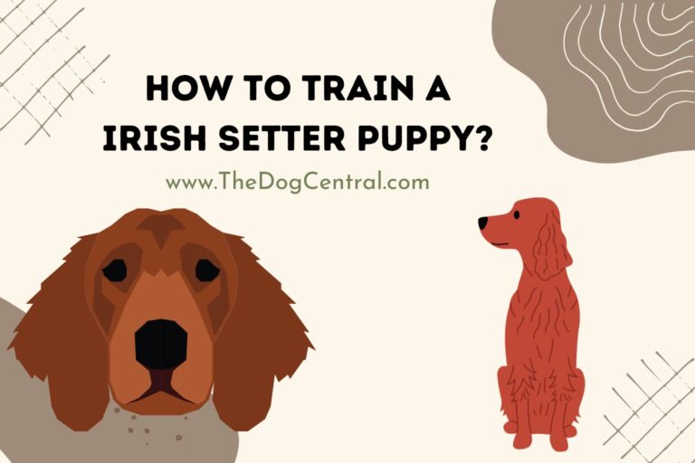 How to Train a Irish Setter Puppy