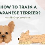 How to Train a Japanese Terrier?