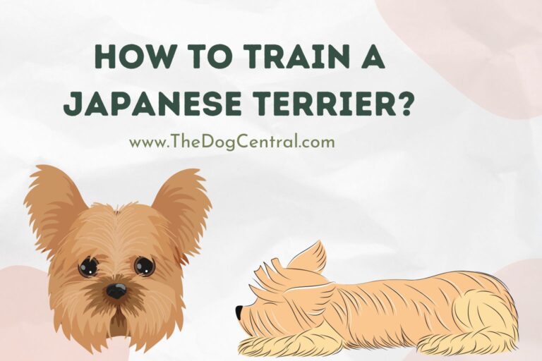 How to Train a Japanese Terrier