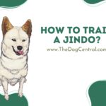 How to Train a Jindo?