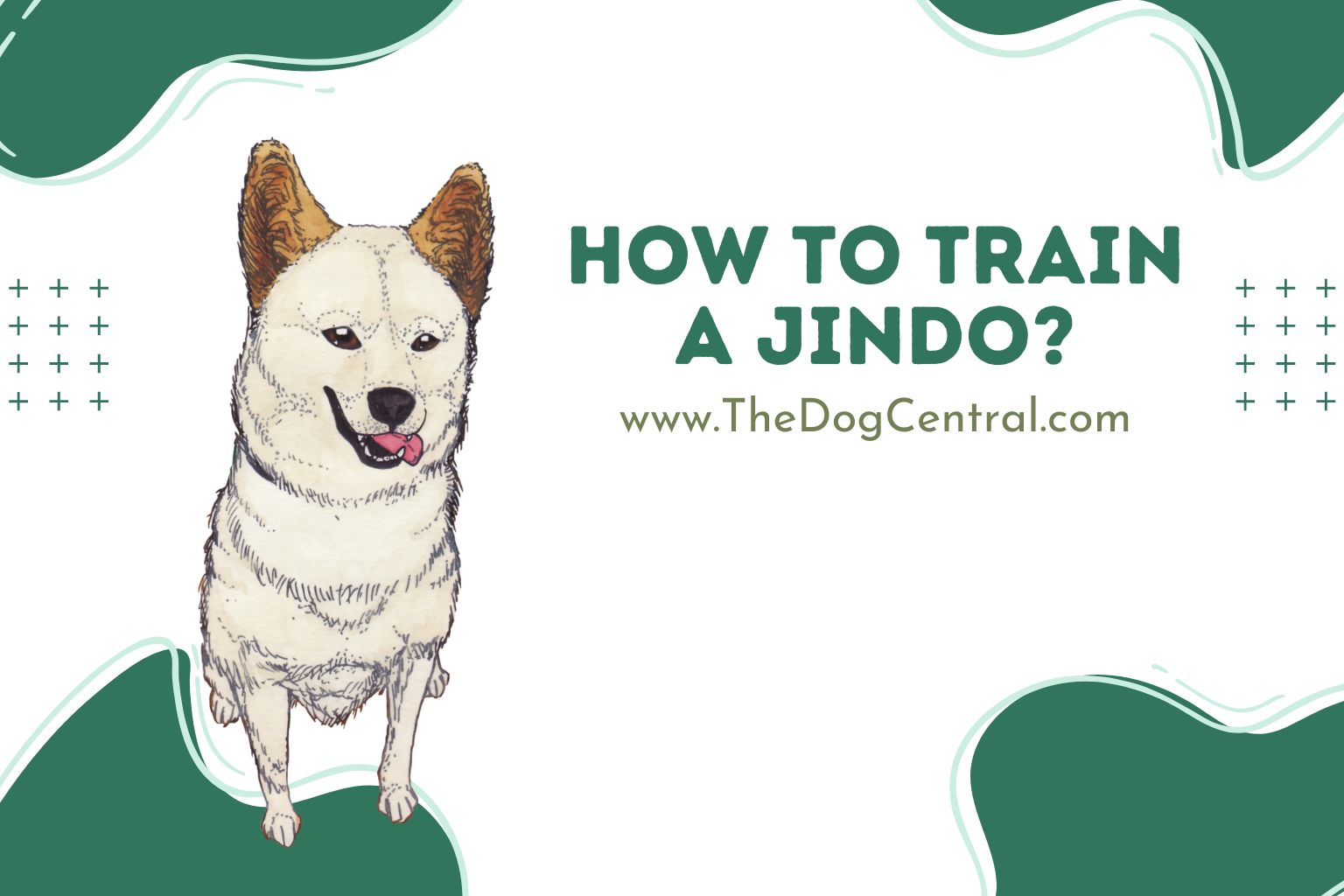 How to Train a Jindo