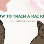 How to Train a Kai Ken Tiger Dog?