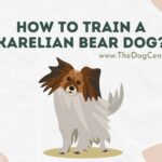How to Train a Karelian Bear Dog?