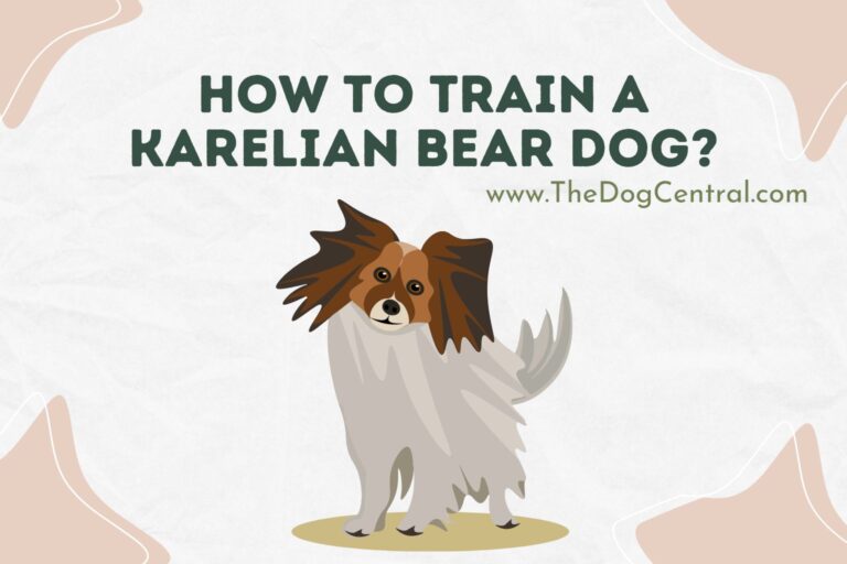 How to Train a Karelian Bear Dog