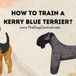 How to Train a Kerry Blue Terrier?