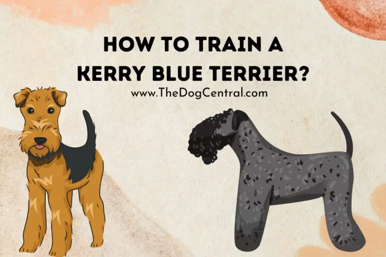 How to Train a Kerry Blue Terrier