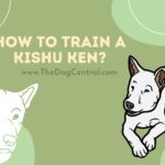 How to Train a Kishu Ken?