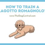 How to Train a Lagotto Romagnolo Puppy?