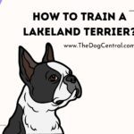 How to Train a Lakeland Terrier?