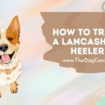 How to Train a Lancashire Heeler?