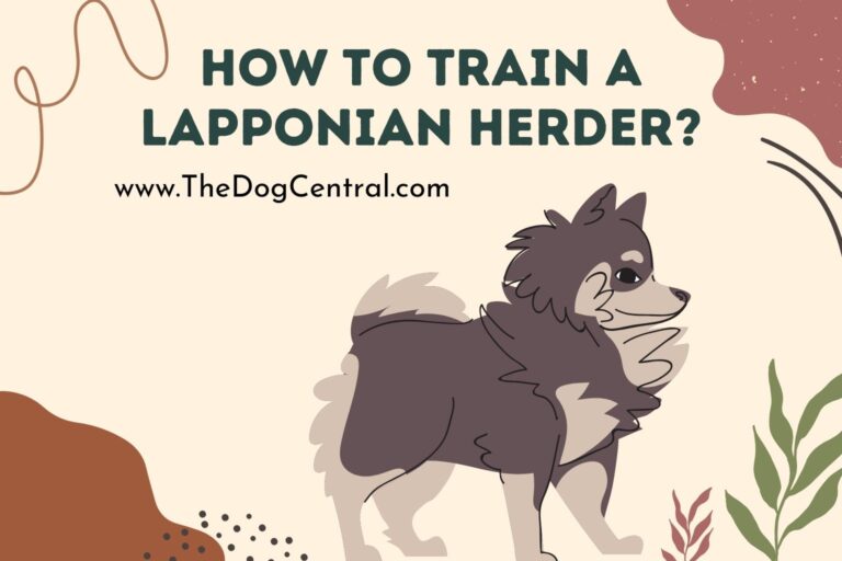 How to Train a Lapponian Herder