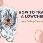 How to Train a Löwchen?