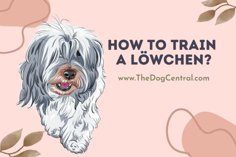 How to Train a Löwchen