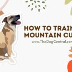 How to Train a Mountain Cur Puppy?