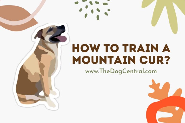 How to Train a Mountain Cur
