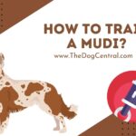 How to Train a Mudi?