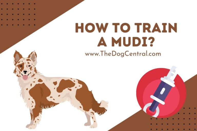 How to Train a Mudi