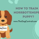 How to Train a Norrbottenspets Puppy?