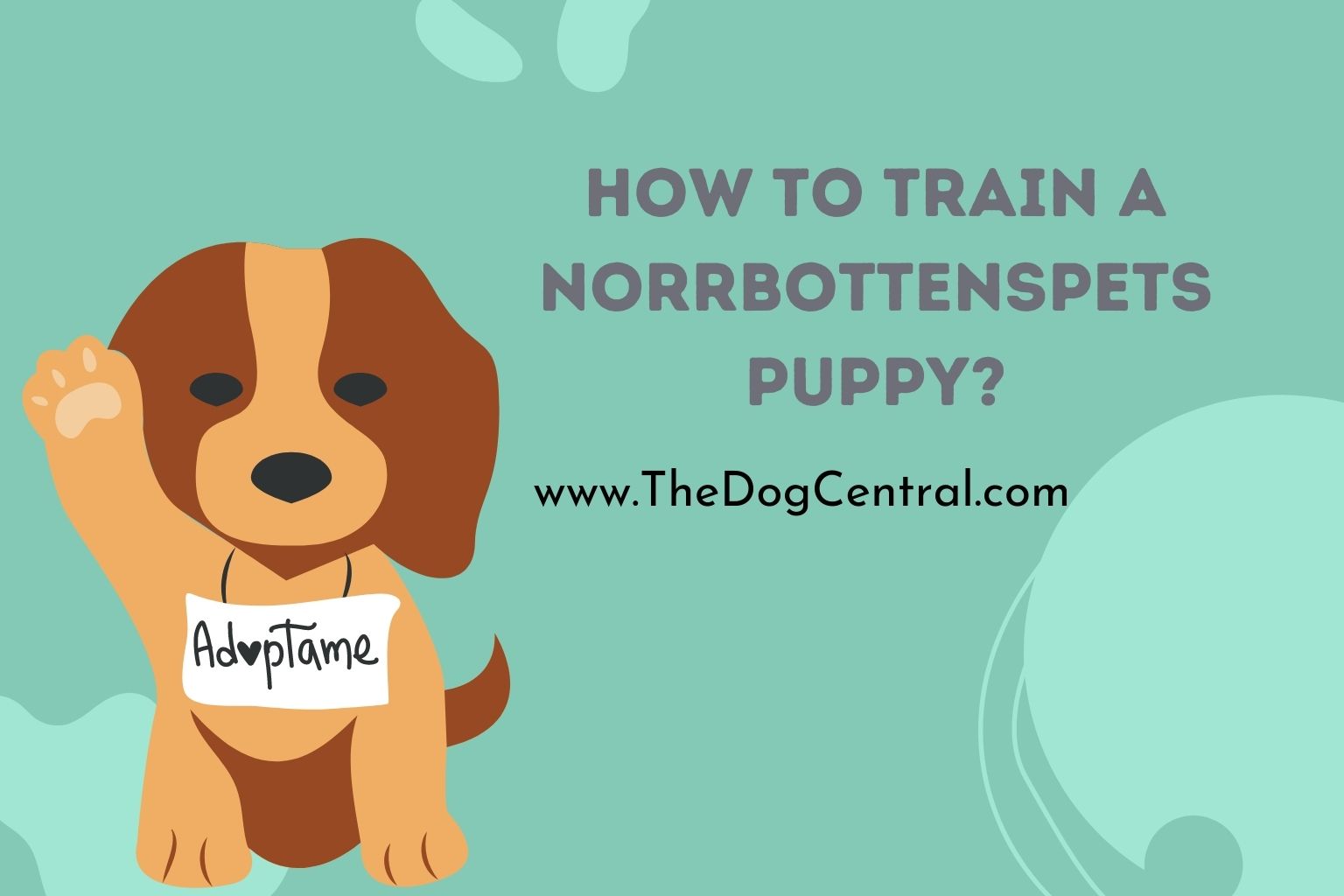 How to Train a Norrbottenspets Puppy