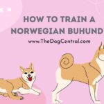 How to Train a Norwegian Buhund?