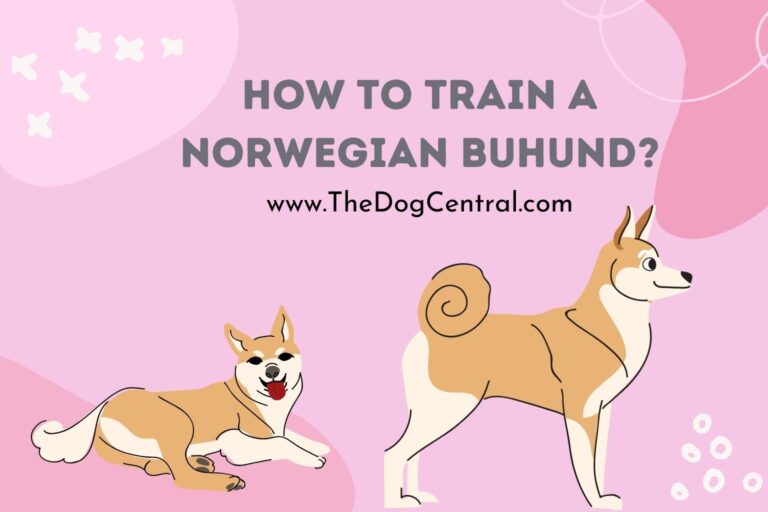 How to Train a Norwegian Buhund