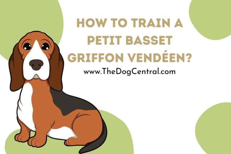 How to Train a Petit Basset Griffon Vendéen