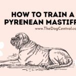 How to Train a Pyrenean Mastiff Puppy?