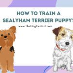 How to Train a Sealyham Terrier Puppy?