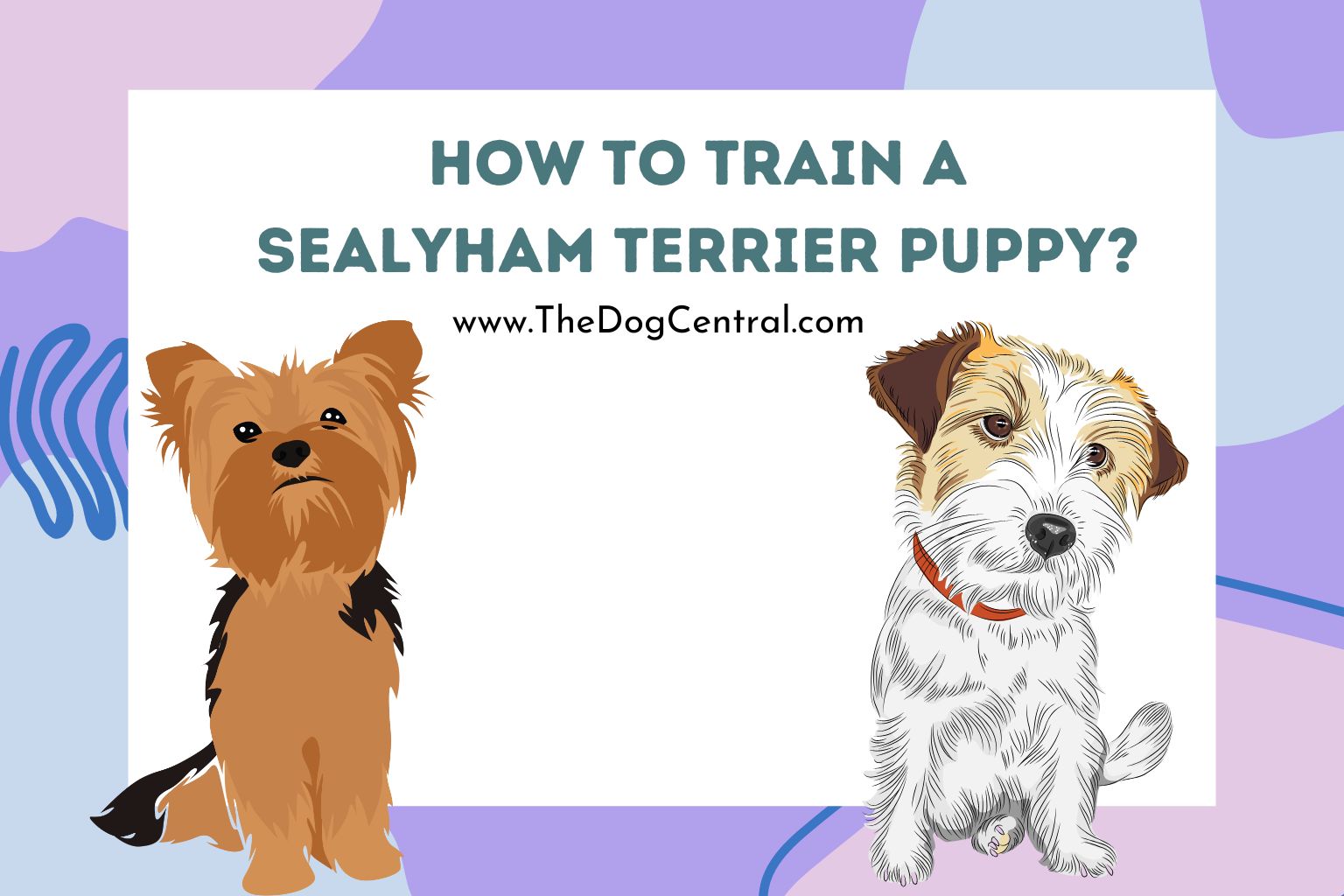 How to Train a Sealyham Terrier Puppy
