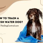 How to Train a Spanish Water Dog?