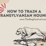How to Train a Transylvanian Hound?