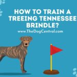 How to Train a Treeing Tennessee Brindle?