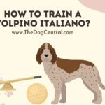 How to Train a Volpino Italiano?