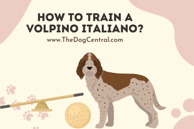 How to Train a Volpino Italiano