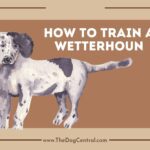 How to Train a Wetterhoun?