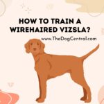 How to Train a Wirehaired Vizsla?