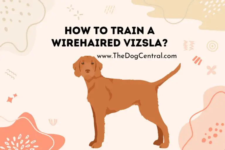 How to Train a Wirehaired Vizsla