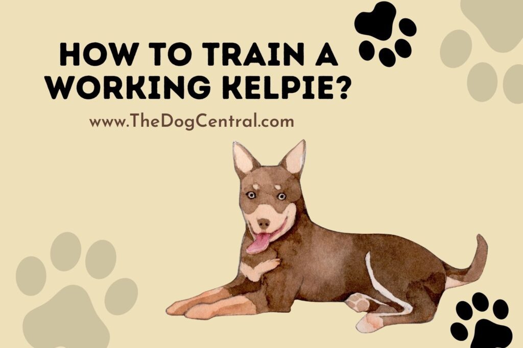 How to Train a Working Kelpie? The Dog Central