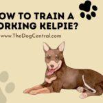 How to Train a Working Kelpie?