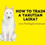 How to Train a Yakutian Laika?