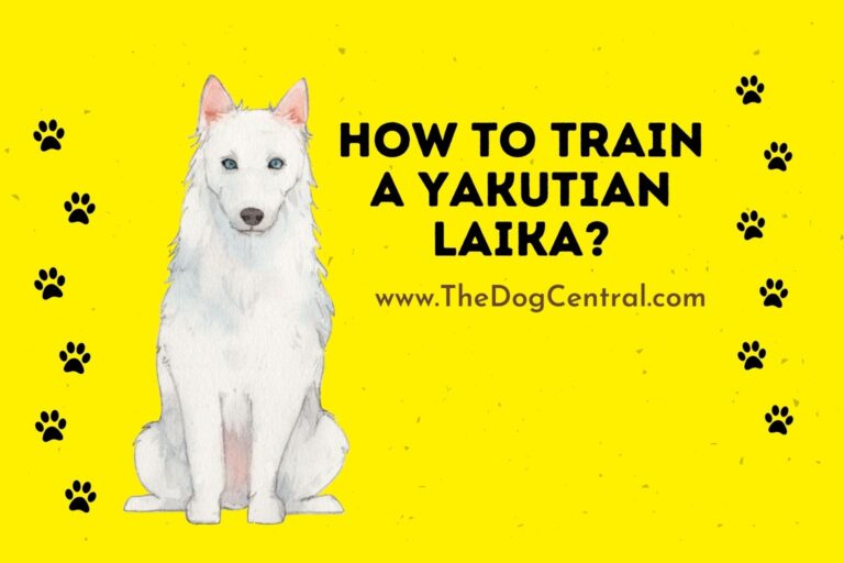 How to Train a Yakutian Laika