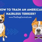 How to Train an American Hairless Terrier?
