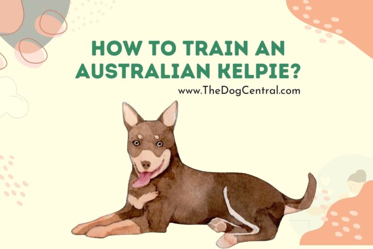 How to Train an Australian Kelpie