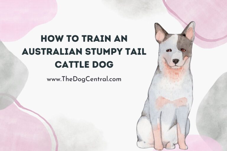 How to Train an Australian Stumpy Tail Cattle Dog