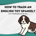 How to Train an English Toy Spaniel?