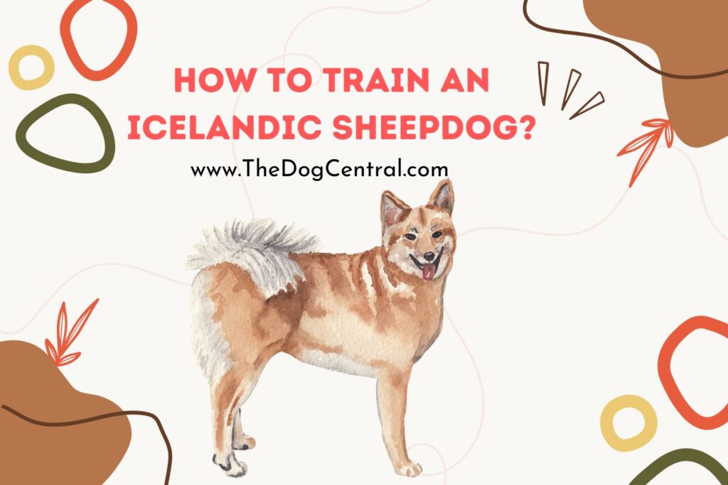 How to Train an Icelandic Sheepdog? The Dog Central