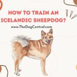 How to Train an Icelandic Sheepdog?