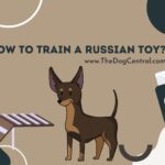 How to Train a Russian Toy Terrier?