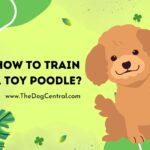 How to Potty Train a Toy Poodle Puppy?