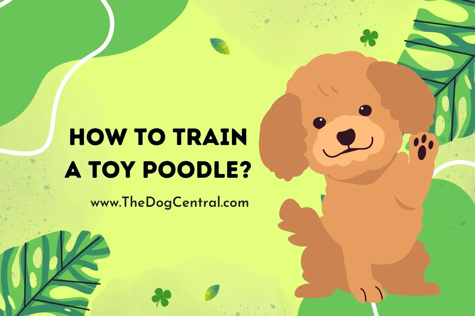 How to train a Toy Poodle